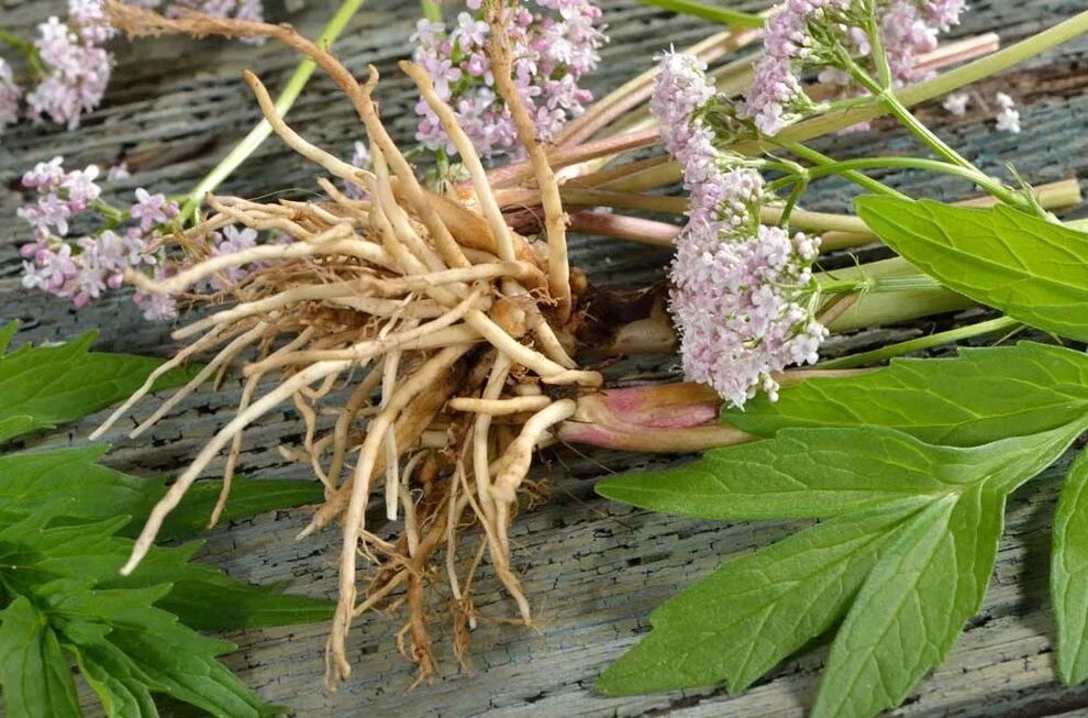 raiz de valeriana em Welltone